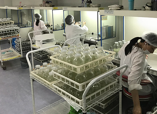 瓜蒌苗实验室培育