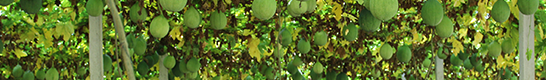 瓜蒌种植前景