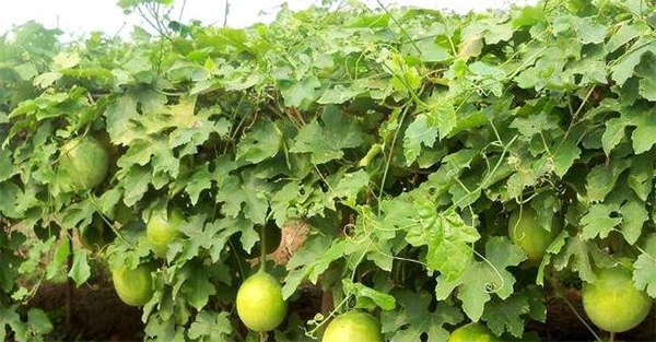 瓜蒌种植技术